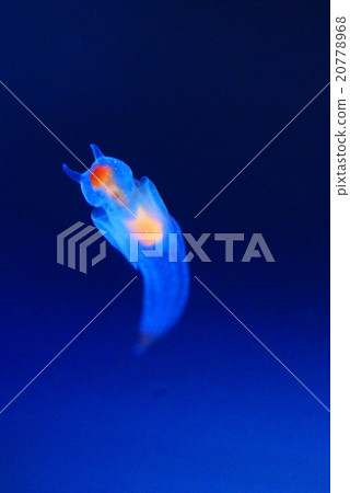 知床仙女 20778968