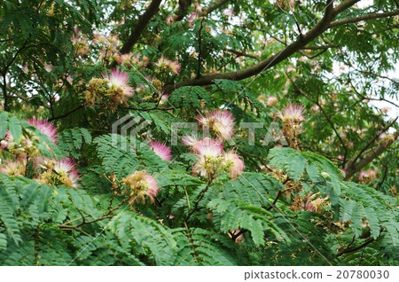 夏天樹的花·在富士的腳底森林中公開地開花 20780030