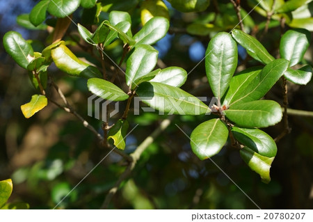 Leaves of Ubameagashi 20780207