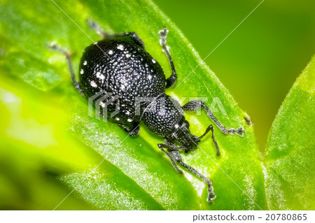 Ant on a leaf 20780865
