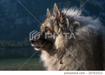 Wolfspitz  20781013