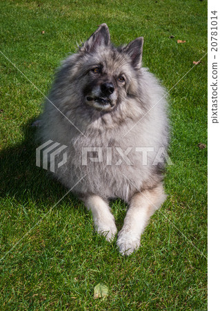 Wolfspitz  20781014