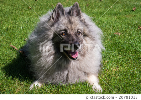 Wolfspitz  20781015