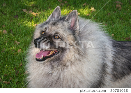 Wolfspitz  20781018