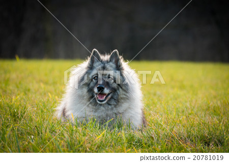 Wolfspitz  20781019