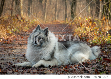 Wolfspitz Wolfspitz 20781026