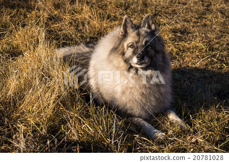 Wolfspitz  20781028