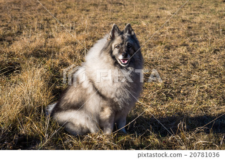 Wolfspitz Wolfspitz 20781036