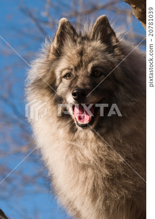 Wolfspitz Wolfspitz 20781039