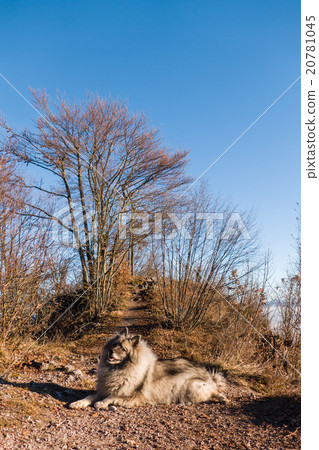 Wolfspitz Wolfspitz 20781045