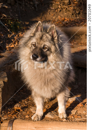 Wolfspitz Wolfspitz 20781049
