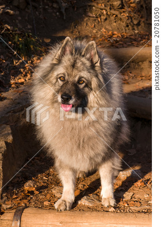 Wolfspitz Wolfspitz 20781050
