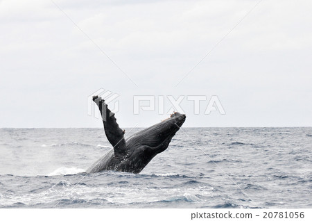 Humpback whale 20781056