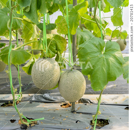 Melon or Cantaloupe fruit on its tree Melon or Cantaloupe fruit on its tree 20781415