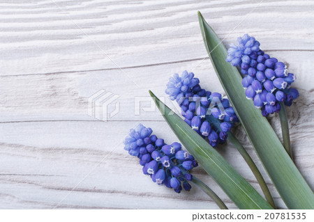 Holiday card from spring blue muscari flowers 20781535