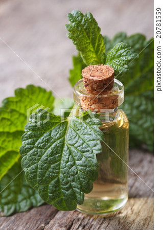 Melissa tincture in glass bottle with fresh leaves 20781559