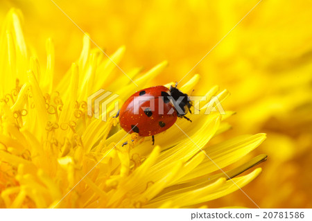 little ladybug on yellow dandelion flower macro 20781586