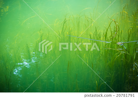 Sunbeams in the clear water 20781791