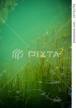 Sunbeams in the clear water 20781792