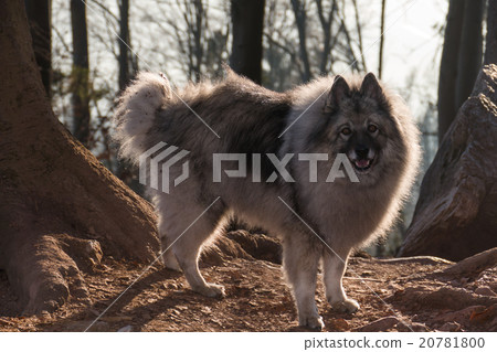 Wolfspitz in the forest Wolfspitz in the forest 20781800