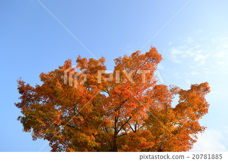 Autumn leaves and blue sky Autumn leaves and blue sky 20781885