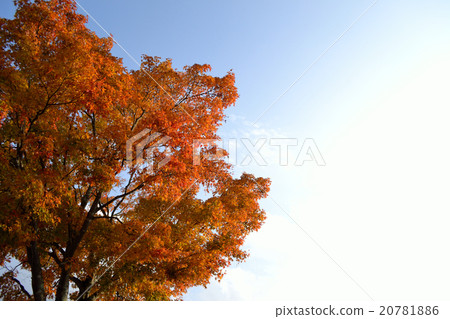 秋天的樹葉 20781886