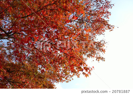 秋天的樹葉 20781887