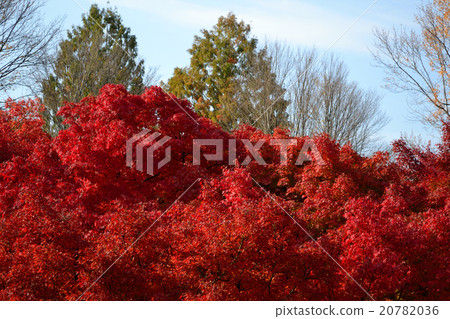 秋天的樹葉 20782036