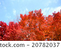 Autumn leaves 20782037