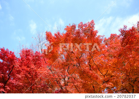 秋天的樹葉 20782037