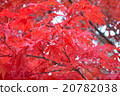 Autumn leaves 20782038