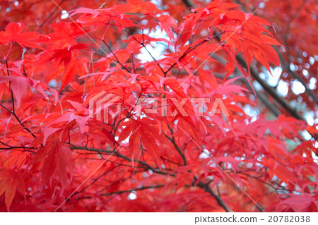 秋天的樹葉 20782038
