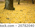 Fallen leaves  20782040