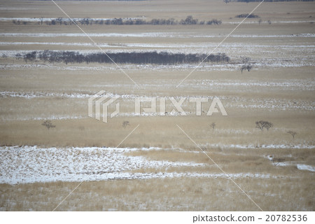 Winter in Kushiro Marsh 20782536