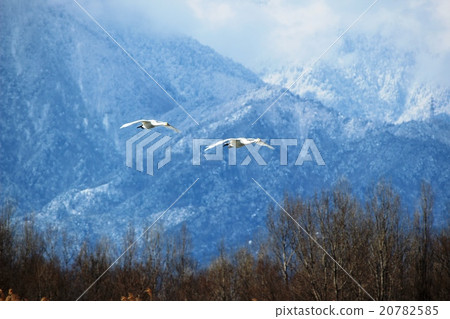 天鵝在烏蘇米諾的天空中飛翔的樣子 天鵝在烏蘇米諾的天空中飛翔的樣子 20782585