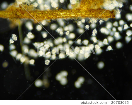Turris nymphs Turris nymphs 20783025