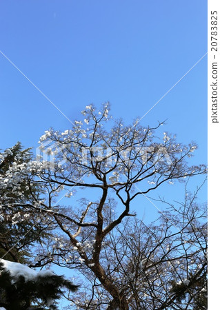 A snow flower A snow flower 20783825