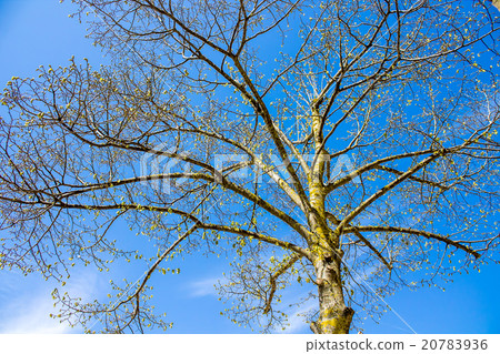silhouette of a tree on blue sky silhouette of a tree on blue sky 20783936