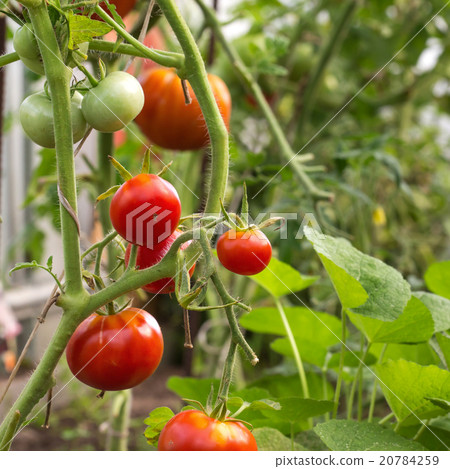 Red tomatoes in hothouse Red tomatoes in hothouse 20784259