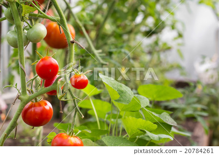 Red tomatoes in hothouse Red tomatoes in hothouse 20784261