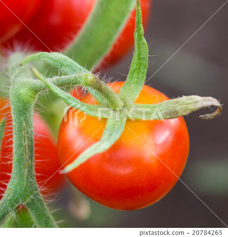 Red tomato in hothouse Red tomato in hothouse 20784265