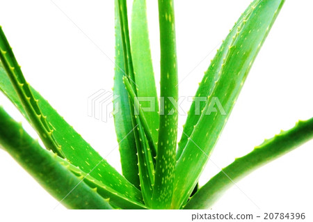 健康的葉子背景材料·高度新鮮的蘆薈的健康葉子·白色後面水平位置 20784396