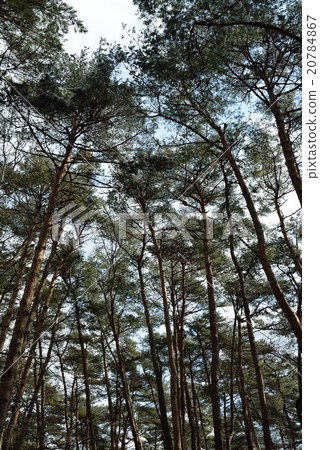 春季森林松林4 春季森林松林4 20784867