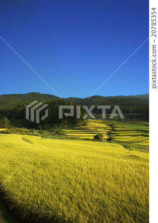 Rice terrace Around time Rice terrace Around time 20785354