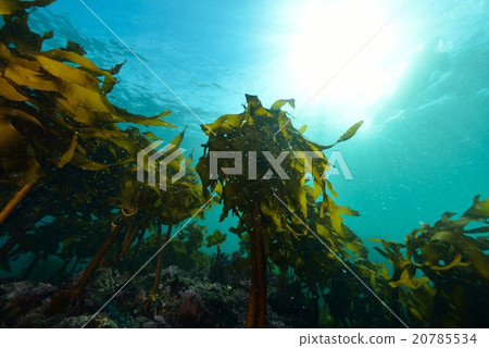 Seaweed from Hayama Shibasaki 20785534