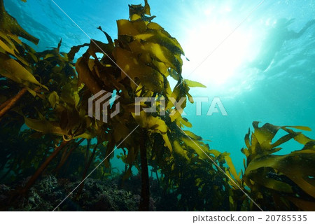 Seaweed from Hayama Shibasaki 20785535