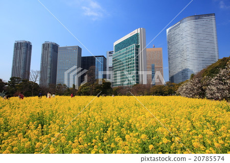 強姦Hamarikyū皇家庭院的花田 強姦Hamarikyū皇家庭院的花田 20785574