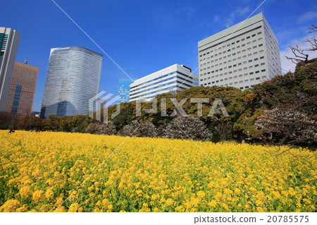 強姦Hamarikyū皇家庭院的花田 20785575