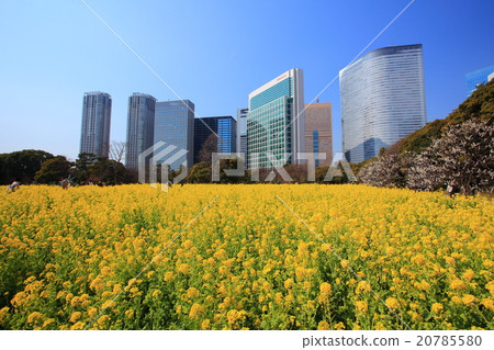 強姦Hamarikyū皇家庭院的花田 強姦Hamarikyū皇家庭院的花田 20785580