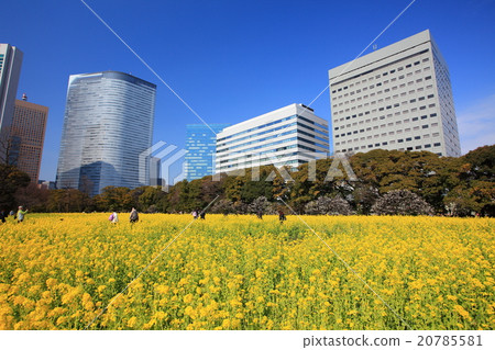 強姦Hamarikyū皇家庭院的花田 強姦Hamarikyū皇家庭院的花田 20785581